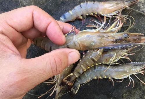 养殖对虾爆料方法视频教程,视频教程深度解析